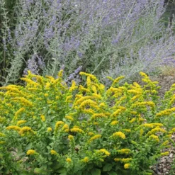 Golden Fleece Goldenrod (Solidago) -Verdurely Sales Store solidago golden fleece russian sage perovskia atriplicifolia