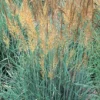 Llano Indian Grass