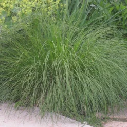 Prairie Dropseed Grass -Verdurely Sales Store sporobolus heterolipis foliage cropped