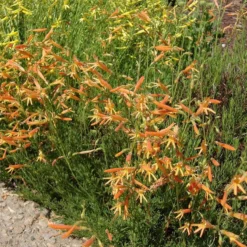 SteppeSuns® Sunset Glow Penstemon -Verdurely Sales Store steppesuns sunset glow penstemon orange