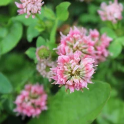 Alternative Lawn Wildflower Seed Mix -Verdurely Sales Store strawberry clover close up