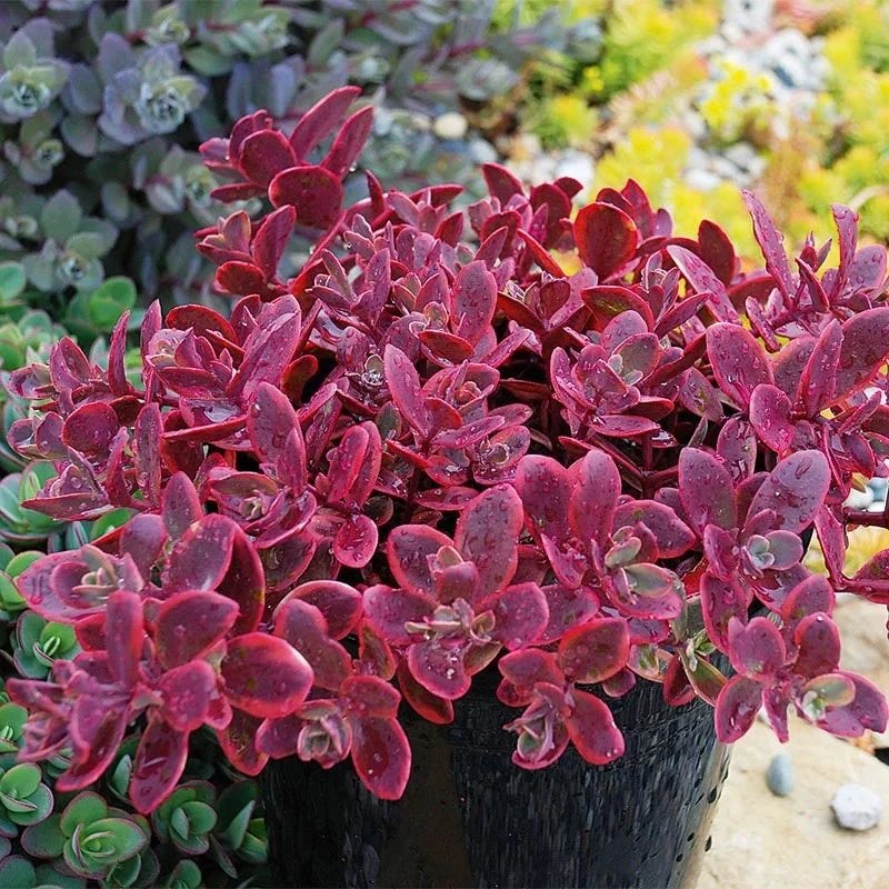 SunSparkler® Wildfire Sedum 1 SunSparkler® Wildfire Sedum