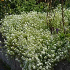 Alternative Lawn Wildflower Seed Mix -Verdurely Sales Store sweet alyssum
