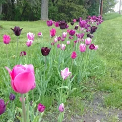 Blue Moon Triumph Tulip Mix -Verdurely Sales Store tulip blue moon mix cropped hm 10