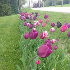 Blue Moon Triumph Tulip Mix -Verdurely Sales Store tulip blue moon mix cropped hm 6