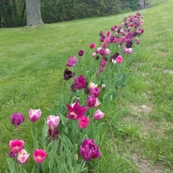 Blue Moon Triumph Tulip Mix -Verdurely Sales Store tulipa blue moon mix hm 4