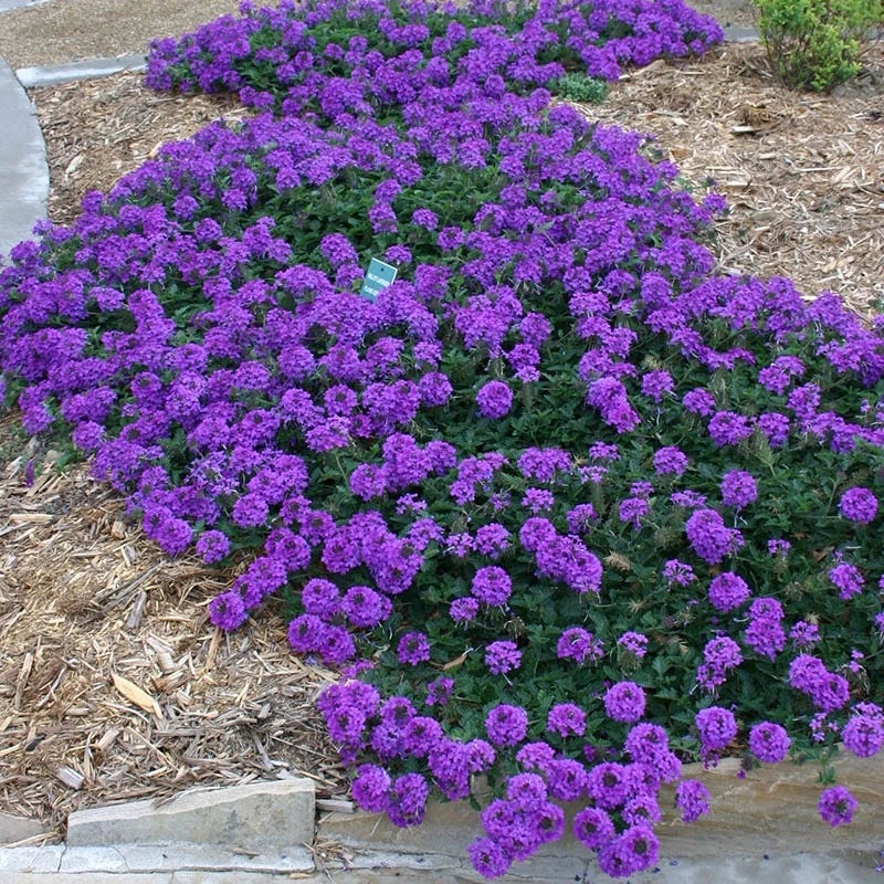 Valley Lavender® Plains Verbena 3 Valley Lavender® Plains Verbena - Image 3