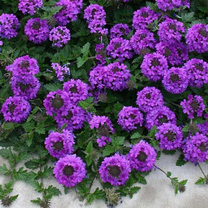 Valley Lavender® Plains Verbena 1 Valley Lavender® Plains Verbena