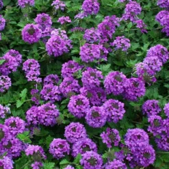 Valley Lavender® Plains Verbena 7 Valley Lavender® Plains Verbena -Verdurely Sales Store verbena bipinnitifida valley lavender close up