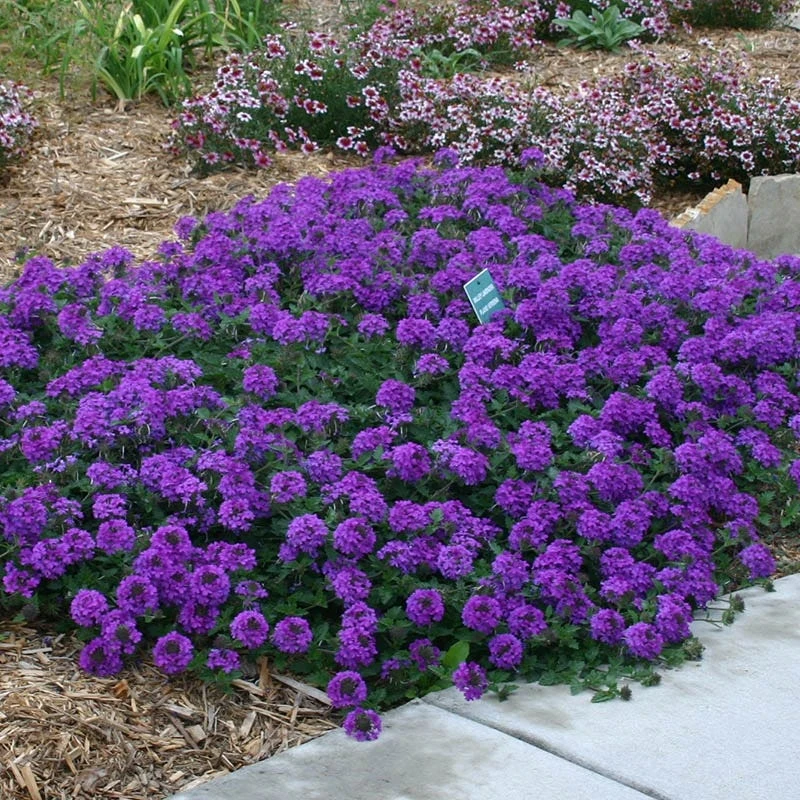 Valley Lavender® Plains Verbena 2 Valley Lavender® Plains Verbena - Image 2