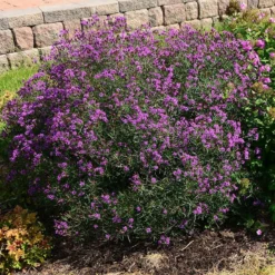 Summer's Swan Song Ironweed (Vernonia) -Verdurely Sales Store vernonia summer swan song garden jim ault