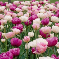 Double Late Tulip Mix -Verdurely Sales Store visi34695 double late tulip mix cropped