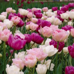 Double Late Tulip Mix -Verdurely Sales Store visi34696 double late tulip mix cropped