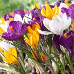 Dutch Crocus Mix 5 Dutch Crocus Mix -Verdurely Sales Store visi50589 dutch crocus mix cropped