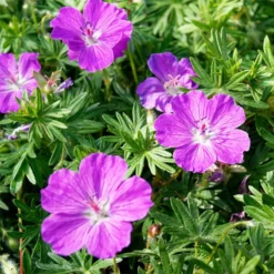Verdurely Sales Store 30 Verdurely Sales Store -Verdurely Sales Store vision violet geranium flowers