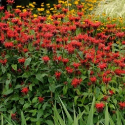 Jacob Cline Bee Balm -Verdurely Sales Store walters gardens monarda jacob cline cropped 1 1 1