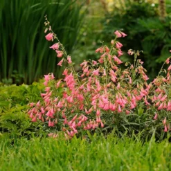 Elfin Pink Penstemon -Verdurely Sales Store walters gardens penstemon elfin pink cropped 3