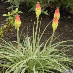 Fire Dance Red Hot Poker -Verdurely Sales Store walters gardens kniphofia fire dance cropped