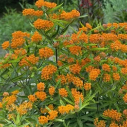 Butterfly Weed (Clay Form) 10 Butterfly Weed (Clay Form) -Verdurely Sales Store walters gardens asclepias tuberosa cropped 2