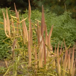Butterfly Weed (Clay Form) 11 Butterfly Weed (Clay Form) -Verdurely Sales Store walters gardens asclepias tuberosa seed heads cropped