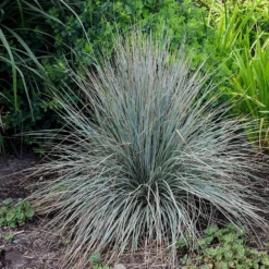 Blue Oat Grass -Verdurely Sales Store walters gardens helictotrichon sempervirens cropped 2