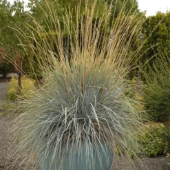 Blue Oat Grass -Verdurely Sales Store walters gardens helictotrichon sempervirens cropped 4