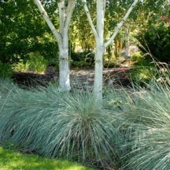 Blue Oat Grass -Verdurely Sales Store walters gardens helictotrichon sempervirens cropped under trees