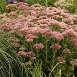 Autumn Fire Sedum -Verdurely Sales Store walters gardens sedum autumn fi