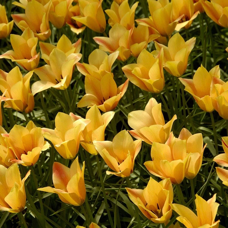 Bronze Charm Wildflower Tulip 1 Bronze Charm Wildflower Tulip