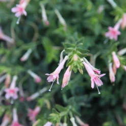 Woody's Peach Surprise Hummingbird Trumpet (Zauschneria) -Verdurely Sales Store woody s peach surprise closeup cropped