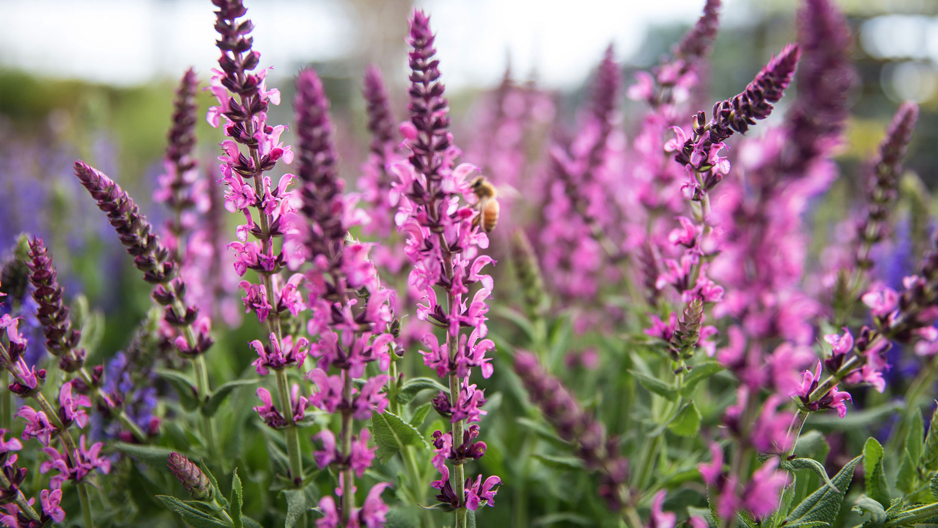 Verdurely Sales Store -Verdurely Sales Store q 3